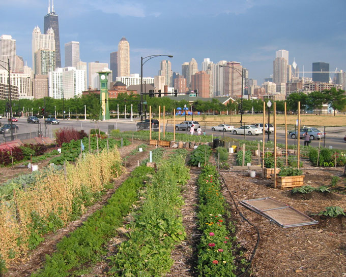 Proposed City Ordinance Could Slow Chicago’s Urban Farm Growth